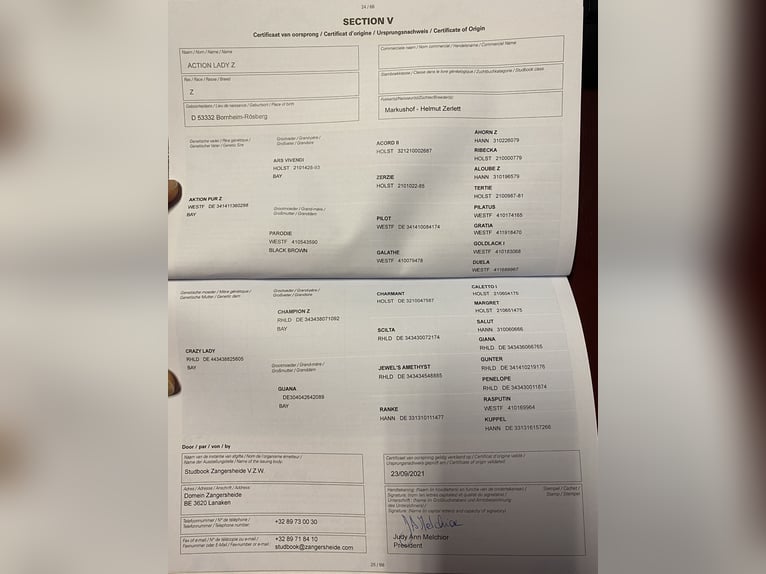 Zangersheide Giumenta 5 Anni 158 cm Baio nero in BornheimBornheim