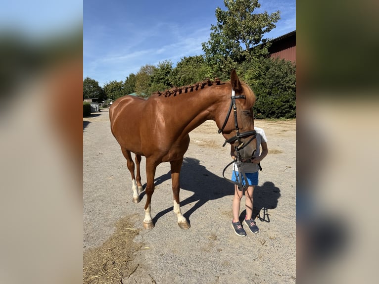 Zangersheide Giumenta 5 Anni 158 cm Sauro in Meerbusch