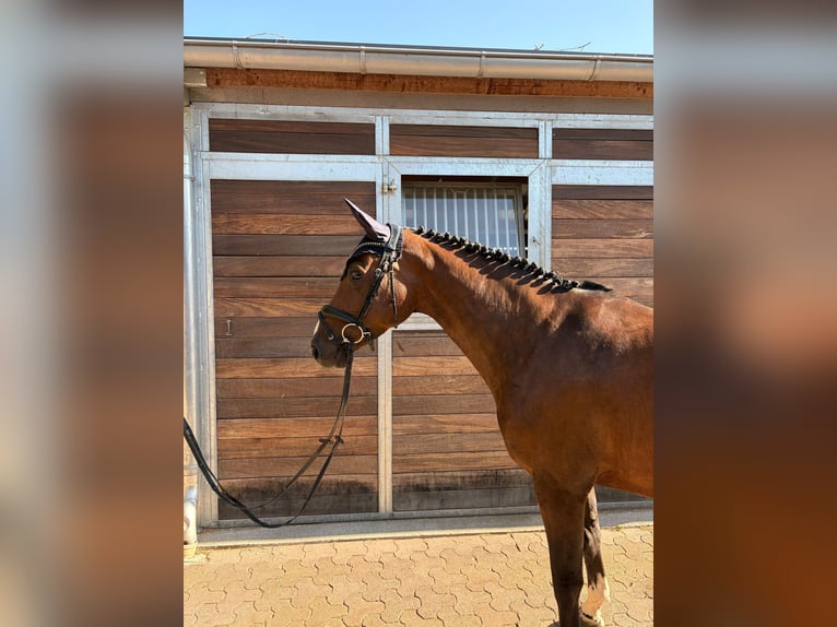 Zangersheide Giumenta 5 Anni 159 cm Baio in Singen