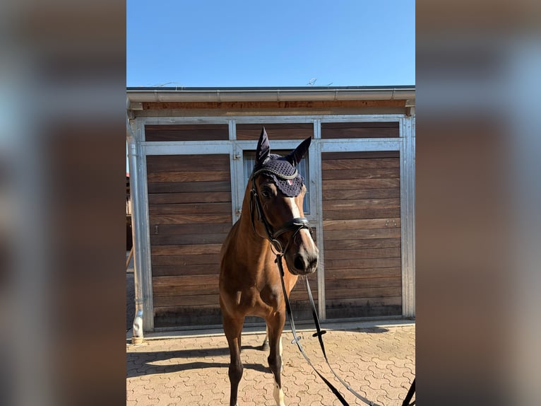 Zangersheide Giumenta 5 Anni 159 cm Baio in Singen