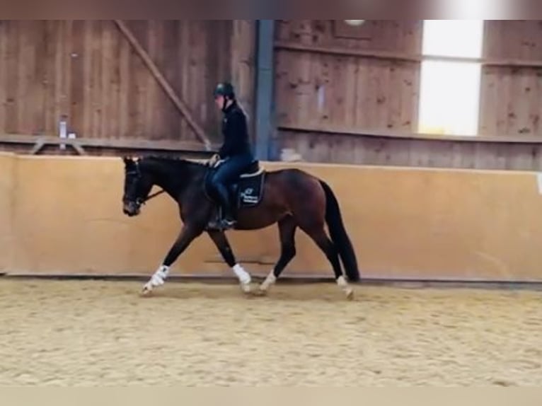 Zangersheide Giumenta 5 Anni 160 cm Baio in Diemelsee