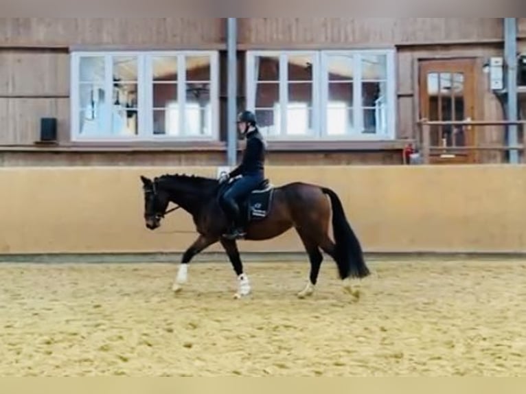 Zangersheide Giumenta 5 Anni 160 cm Baio in Diemelsee