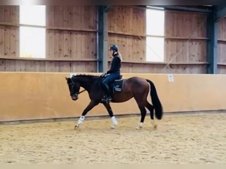 Zangersheide Giumenta 5 Anni 160 cm Baio in Diemelsee