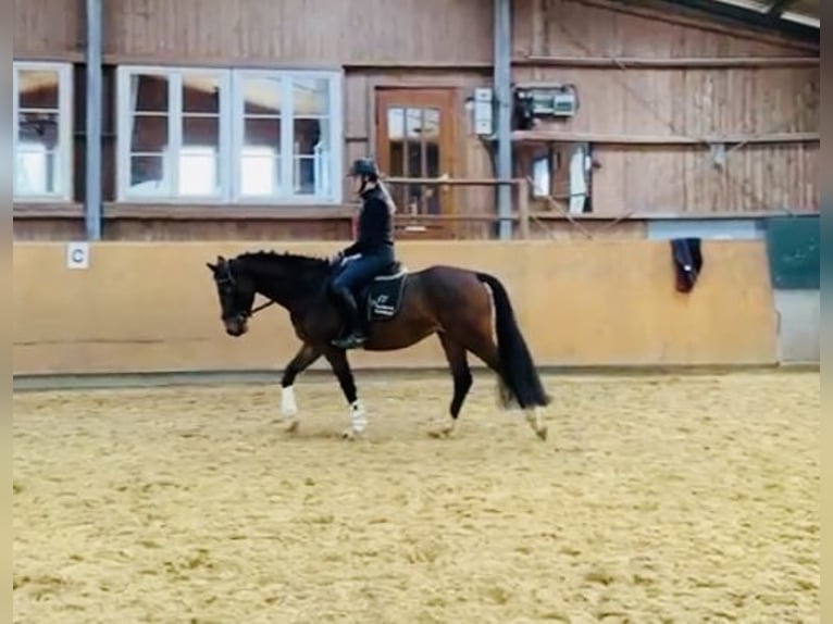 Zangersheide Giumenta 5 Anni 160 cm Baio in Diemelsee