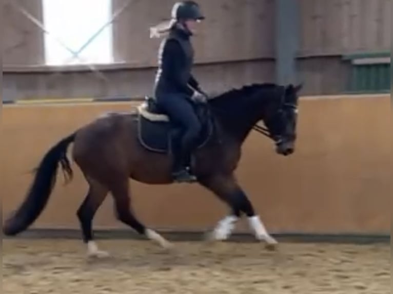 Zangersheide Giumenta 5 Anni 160 cm Baio in Diemelsee