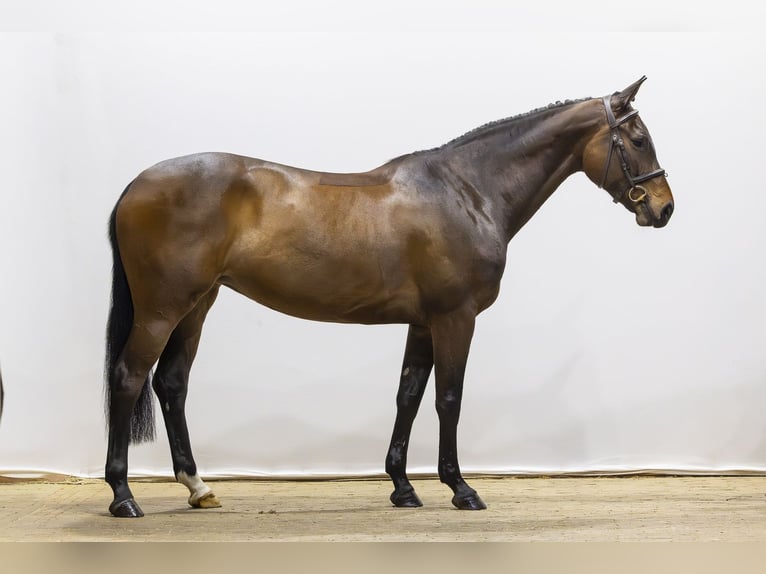 Zangersheide Giumenta 5 Anni 160 cm  in Waddinxveen