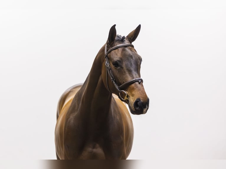 Zangersheide Giumenta 5 Anni 160 cm  in Waddinxveen