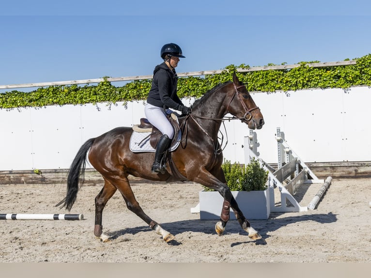Zangersheide Giumenta 5 Anni 161 cm Baio in Waddinxveen