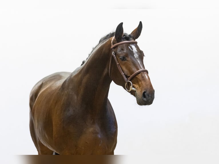 Zangersheide Giumenta 5 Anni 161 cm Baio in Waddinxveen