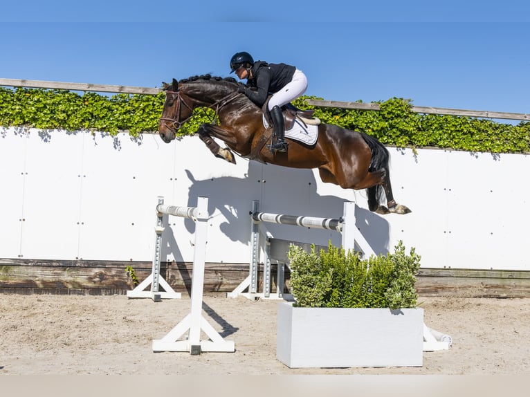 Zangersheide Giumenta 5 Anni 161 cm Baio in Waddinxveen
