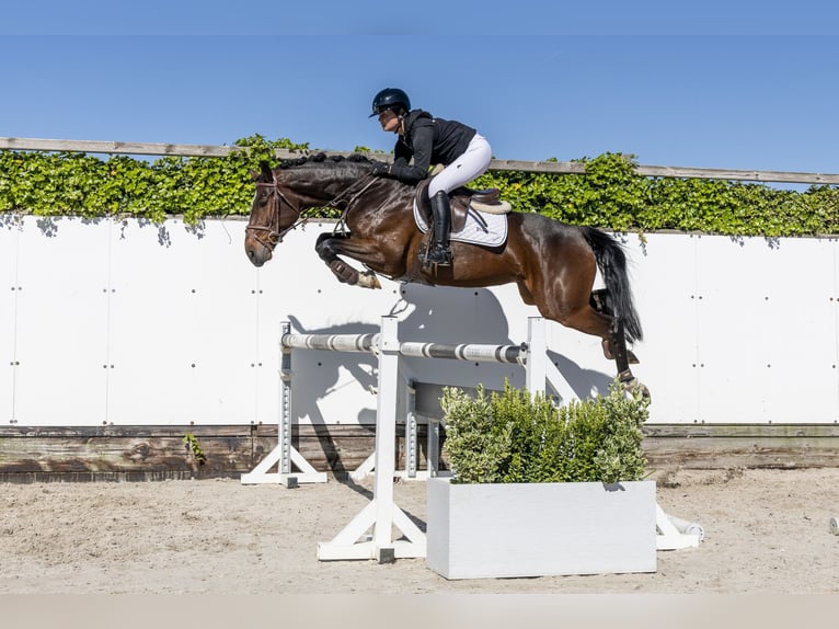 Zangersheide Giumenta 5 Anni 161 cm Baio in Waddinxveen