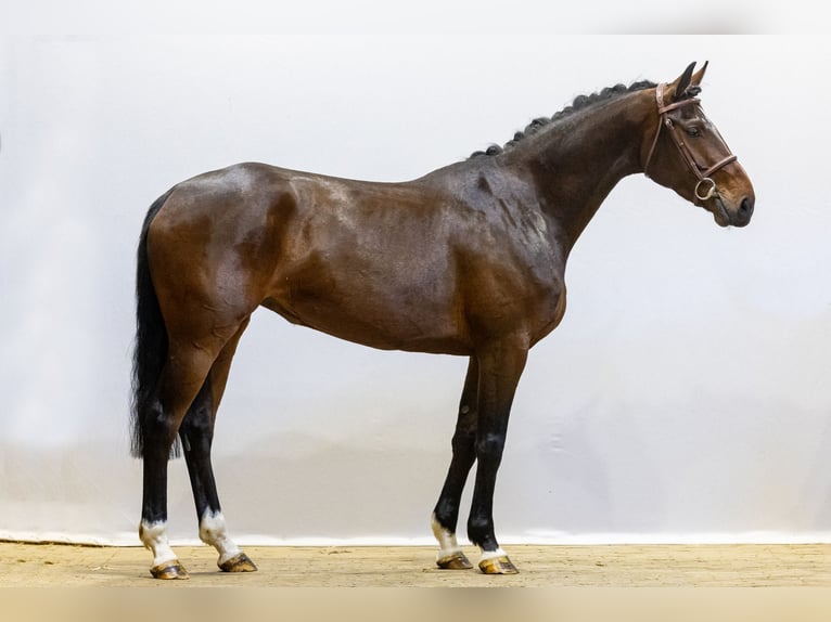 Zangersheide Giumenta 5 Anni 161 cm Baio in Waddinxveen