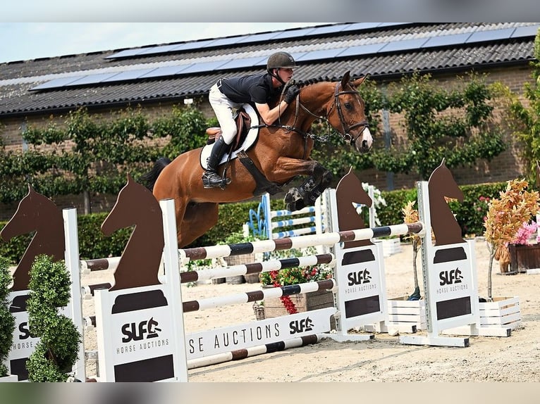 Zangersheide Giumenta 5 Anni 161 cm Baio in Bladel