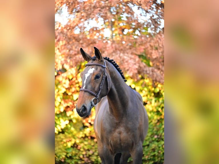 Zangersheide Giumenta 5 Anni 161 cm Baio in Bladel