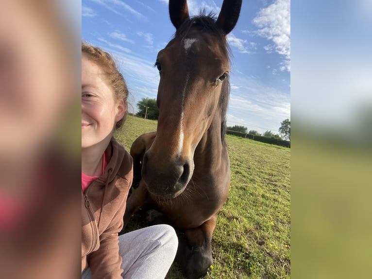 Zangersheide Giumenta 5 Anni 161 cm Baio in Deinze