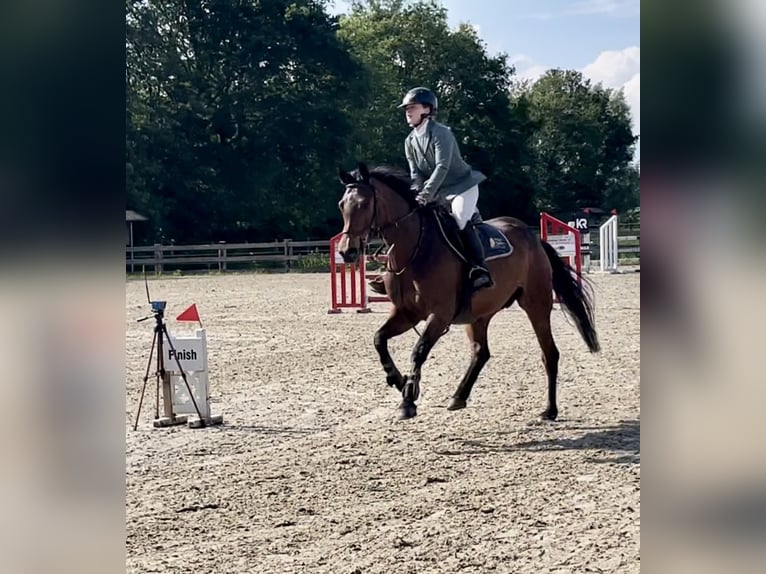 Zangersheide Giumenta 5 Anni 161 cm Baio in Deinze