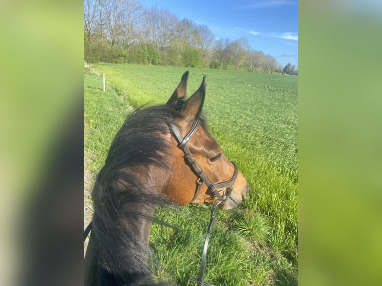 Zangersheide Giumenta 5 Anni 161 cm Baio in Deinze