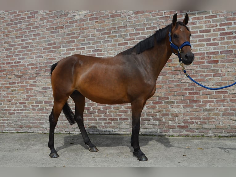 Zangersheide Giumenta 5 Anni 161 cm Baio in Deinze