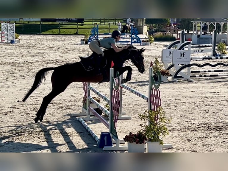 Zangersheide Giumenta 5 Anni 161 cm Baio in Deinze