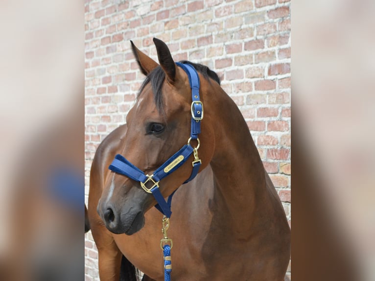 Zangersheide Giumenta 5 Anni 161 cm Baio in Deinze