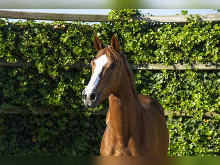 Zangersheide Giumenta 5 Anni 161 cm in Waddinxveen