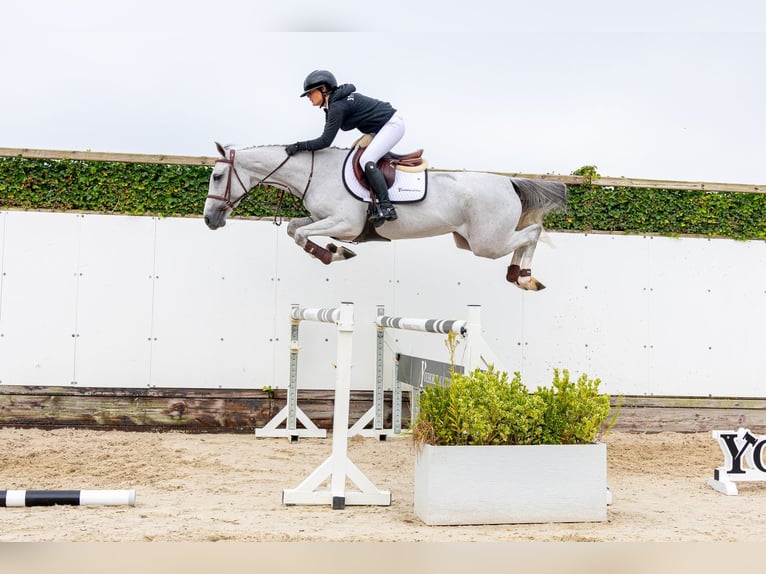 Zangersheide Giumenta 5 Anni 162 cm Grigio in Waddinxveen
