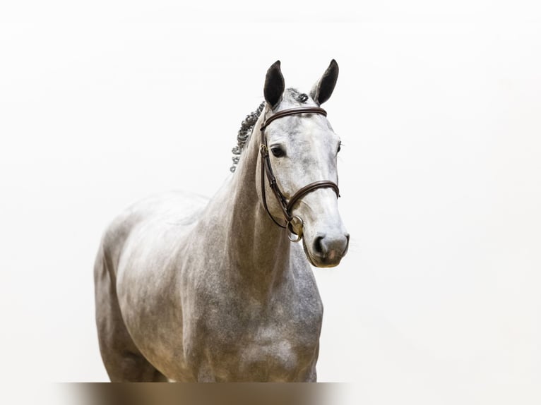 Zangersheide Giumenta 5 Anni 162 cm Grigio in Waddinxveen