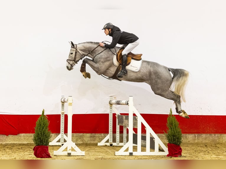 Zangersheide Giumenta 5 Anni 162 cm Grigio in Waddinxveen