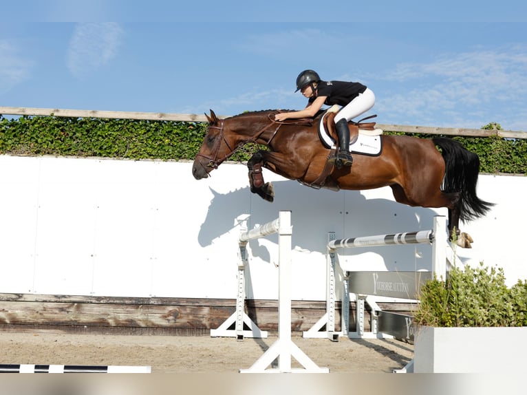 Zangersheide Giumenta 5 Anni 163 cm Baio scuro in Waddinxveen
