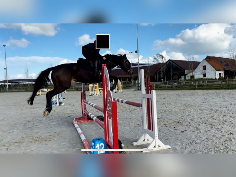 Zangersheide Giumenta 5 Anni 163 cm Baio scuro in Veldegem