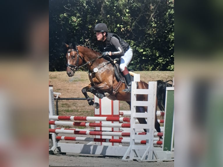 Zangersheide Giumenta 5 Anni 164 cm Baio in Lienen
