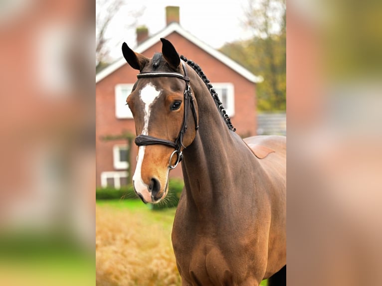 Zangersheide Giumenta 5 Anni 164 cm Baio in Bladel