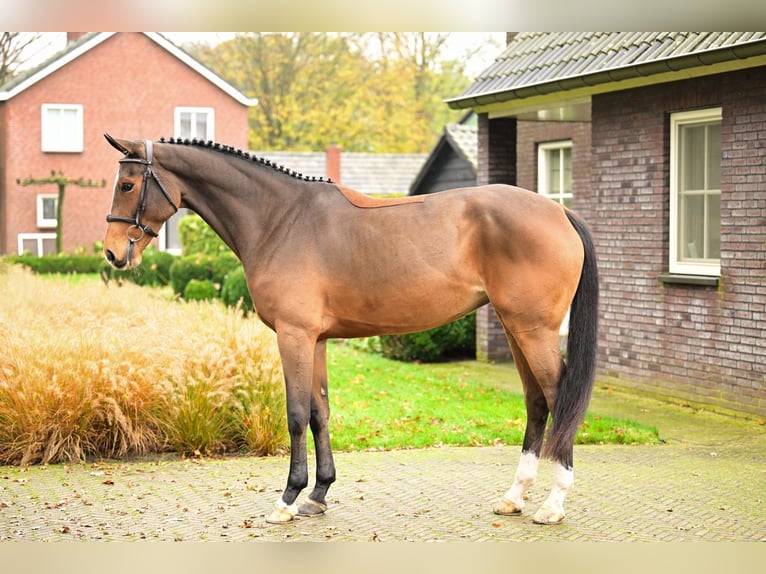 Zangersheide Giumenta 5 Anni 164 cm Baio in Bladel