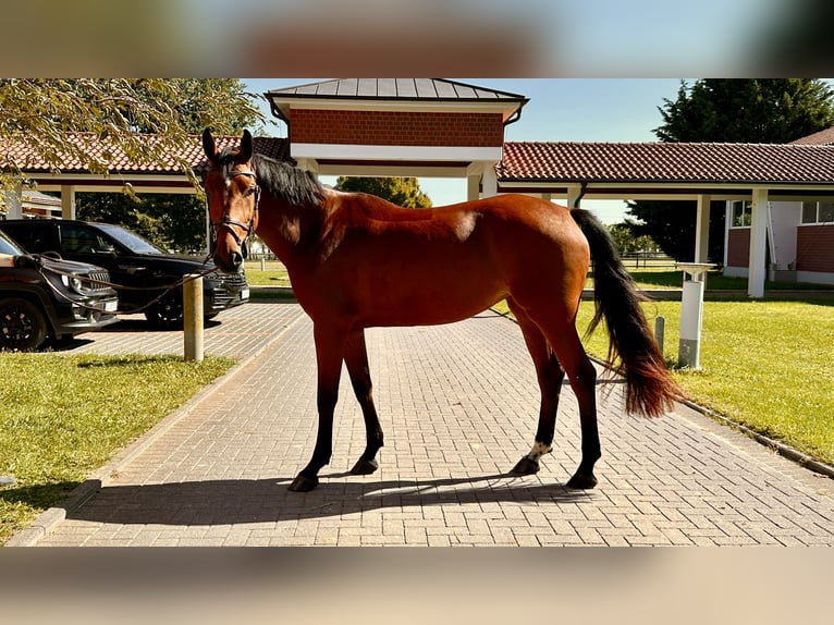 Zangersheide Giumenta 5 Anni 164 cm Baio in Zülpich