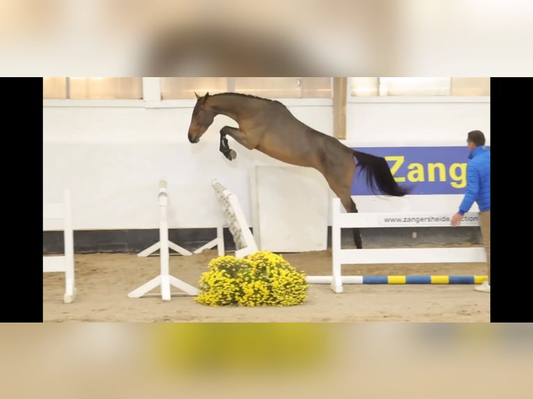 Zangersheide Giumenta 5 Anni 164 cm Baio in Enschede