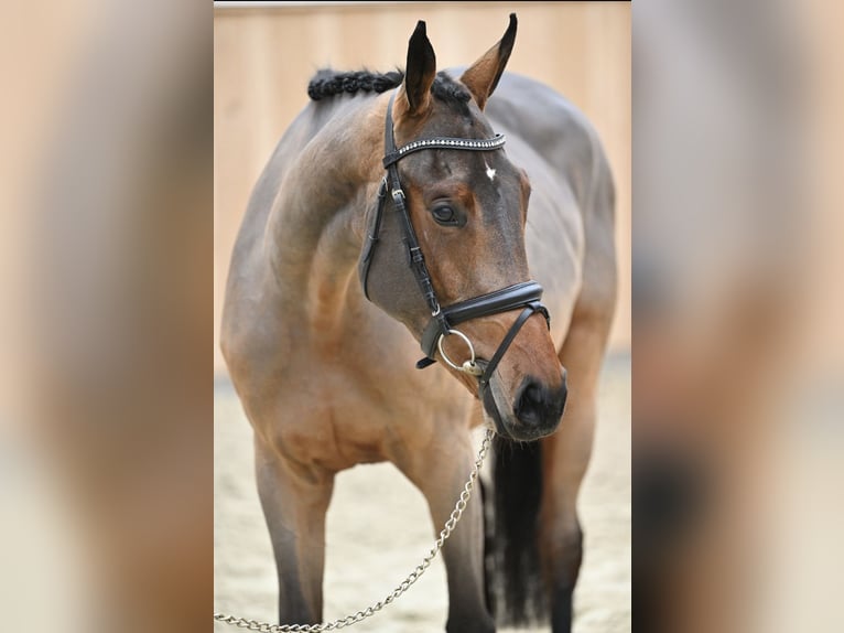 Zangersheide Giumenta 5 Anni 164 cm Baio in Enschede