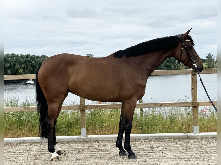 Zangersheide Giumenta 5 Anni 164 cm Baio in Maaseik