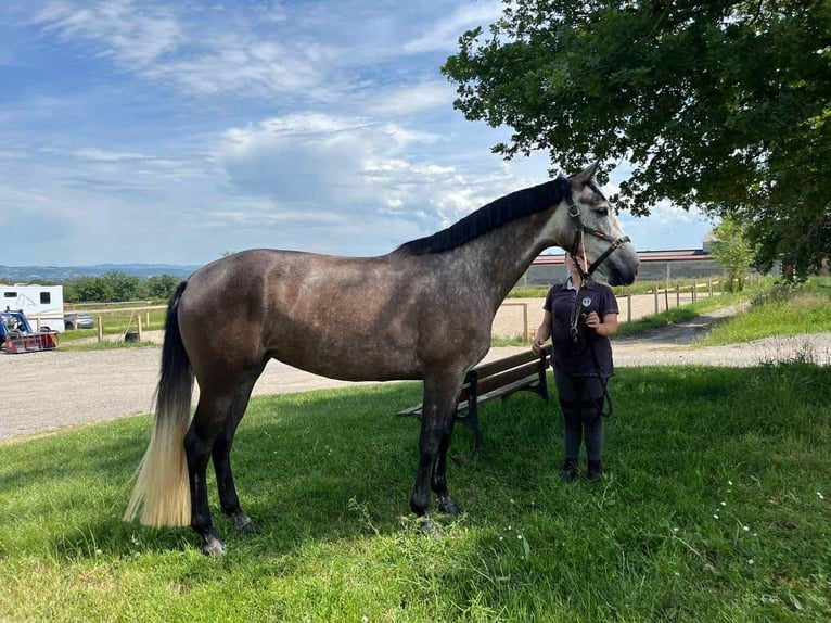 Zangersheide Giumenta 5 Anni 164 cm Grigio pezzato in L'hopital le grand