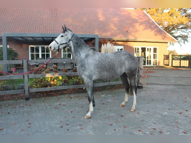Zangersheide Giumenta 5 Anni 164 cm Grigio pezzato in Bad Bentheim