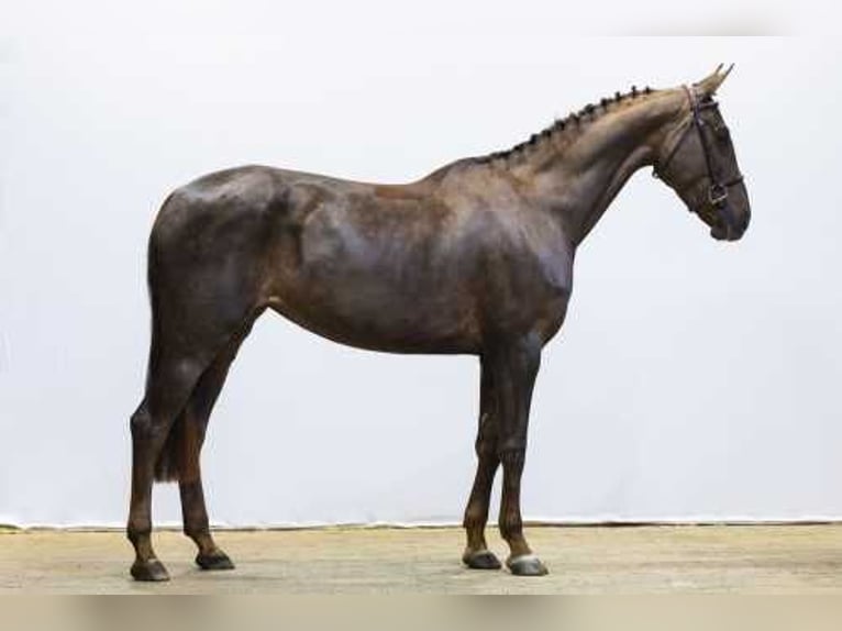 Zangersheide Giumenta 5 Anni 164 cm Sauro in Madrid