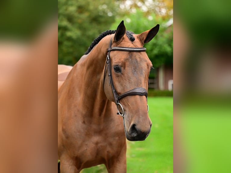 Zangersheide Giumenta 5 Anni 165 cm Baio in Bladel