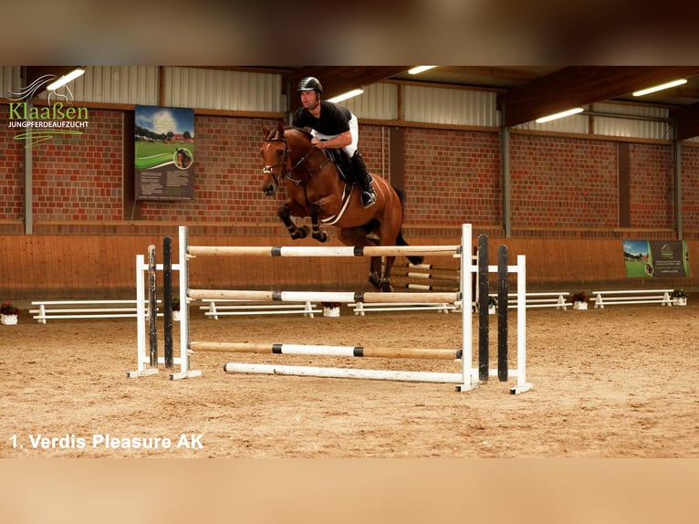 Zangersheide Giumenta 5 Anni 165 cm Baio in Bocholt