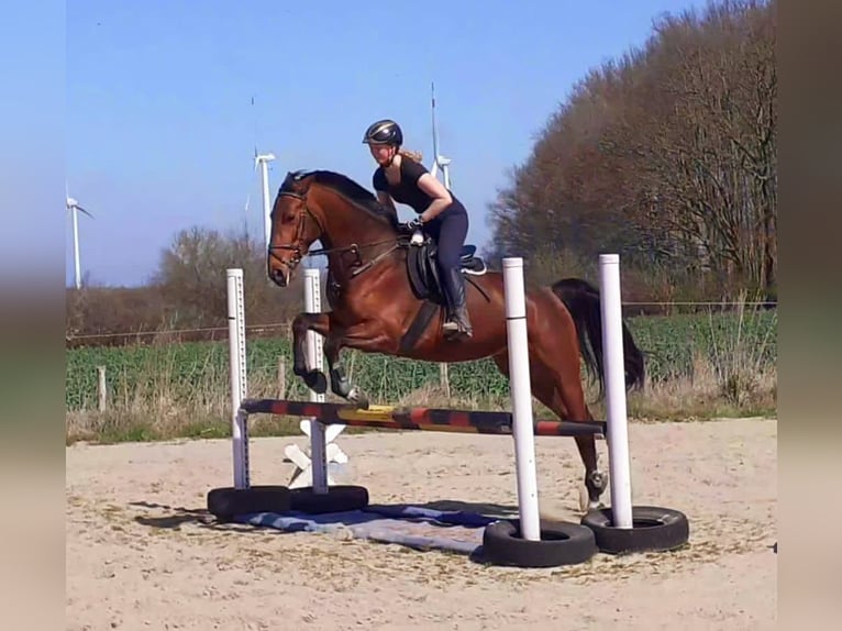 Zangersheide Giumenta 5 Anni 165 cm Baio in Lensahn