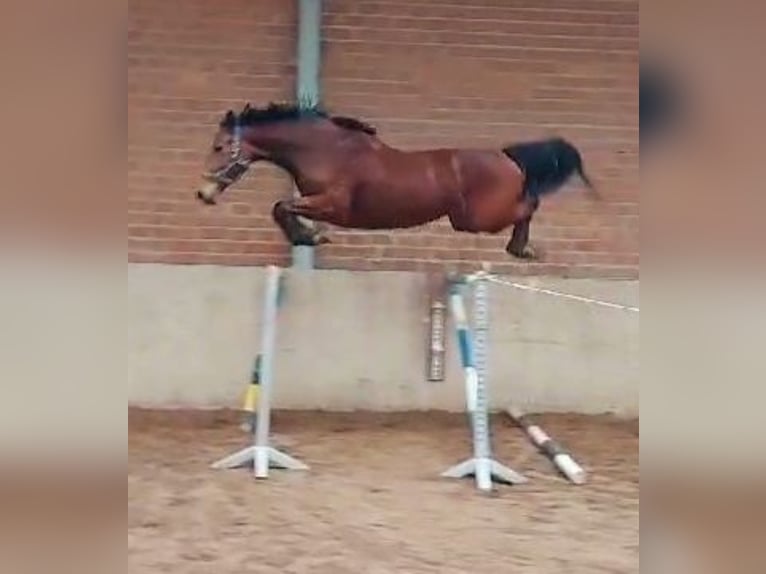 Zangersheide Giumenta 5 Anni 165 cm Baio in Lensahn