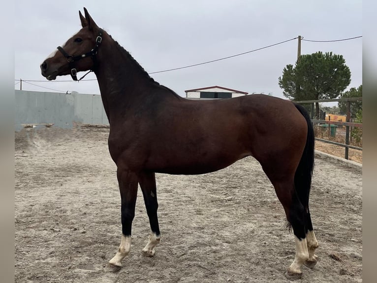Zangersheide Giumenta 5 Anni 165 cm Baio in PORTUGAL