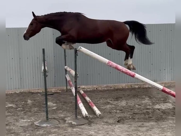 Zangersheide Giumenta 5 Anni 165 cm Baio in PORTUGAL