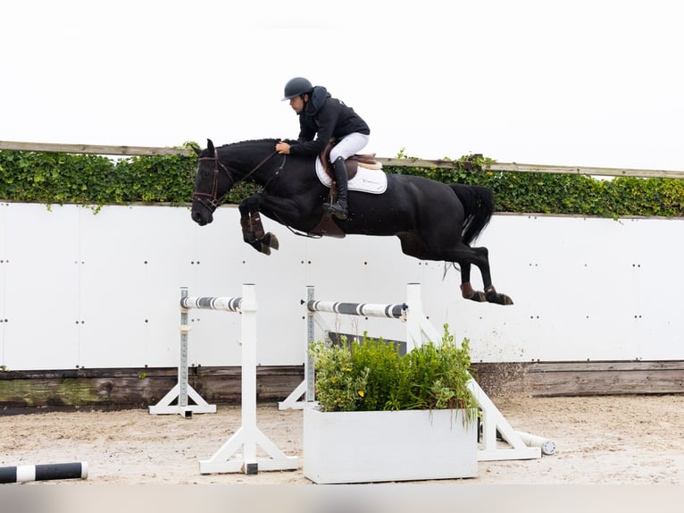 Zangersheide Giumenta 5 Anni 165 cm Baio in Waddinxveen