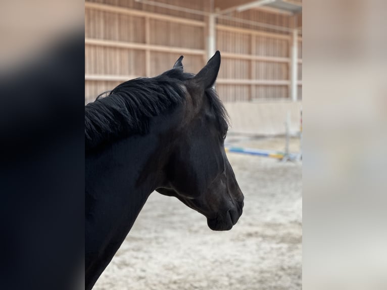 Zangersheide Giumenta 5 Anni 165 cm Baio nero in Bad Homburg vor der Höhe