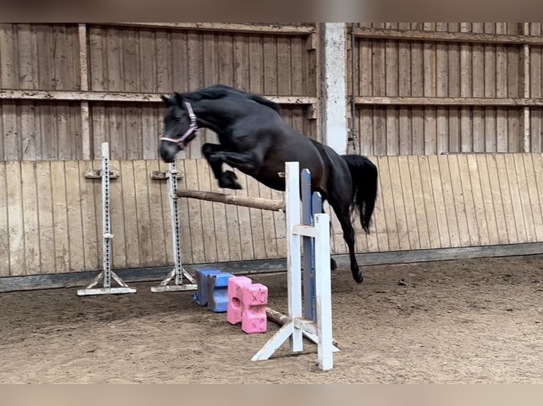 Zangersheide Giumenta 5 Anni 165 cm Baio nero in Bad Homburg vor der Höhe