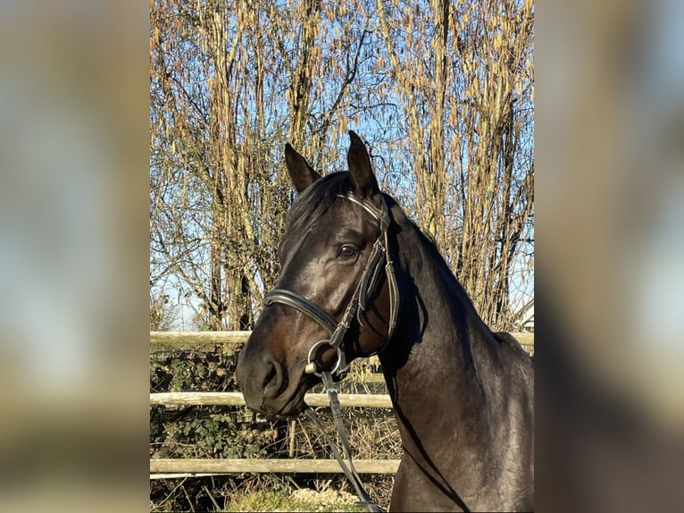 Zangersheide Giumenta 5 Anni 165 cm Baio nero in Bad Homburg vor der Höhe